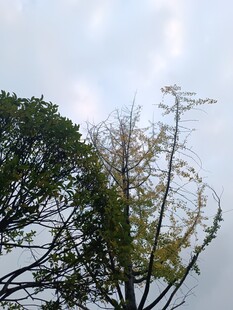 树梢上的天空与枝叶