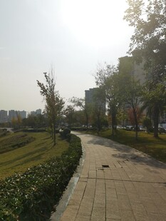 城市中惬意的林荫步道