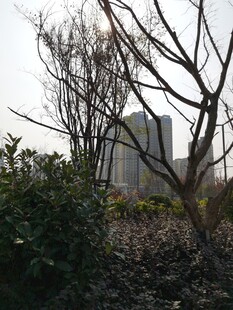 城市中萧瑟的树木与建筑