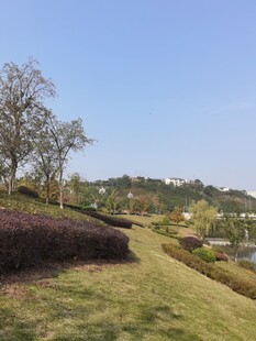 户外清新草地景观