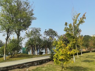 公园林荫道秋日美景