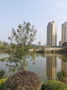 湖畔高楼与绿植景观