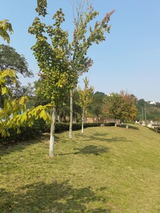 户外绿意盎然的草地与树木