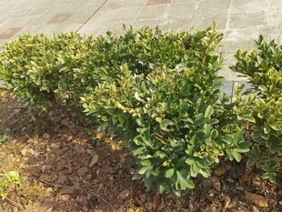 翠绿灌木丛景观