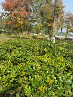 秋日茶园斑斓树木环绕