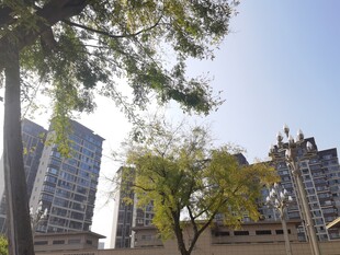 城市中树木与高楼景象