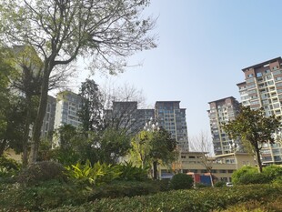 城市中的绿植与高楼景观