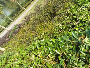 绿意盎然的户外植物景观