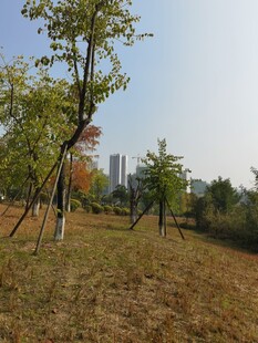 秋日公园草地树木景致