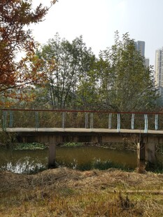 秋日郊野中的简易木桥