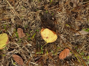 被砍伐的树桩及周边落叶