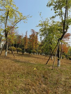 秋日树林草地美景