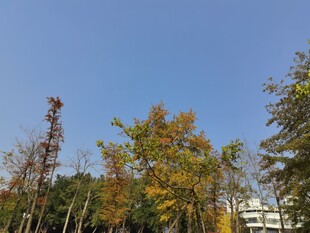 秋日多彩树林景观