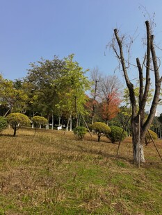 秋日郊野树木风景图
