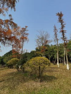 秋日郊野树林风景