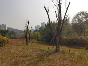 秋日郊野枯树风景