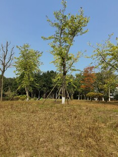 秋日草地旁的绿树景观