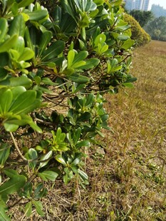 绿叶繁茂的植物景观