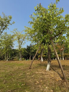 户外绿树成荫的自然景象