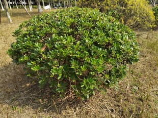 翠绿灌木生机盎然