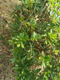 绿叶繁茂的低矮植物