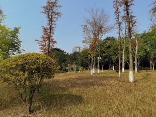 秋日郊野树林景观