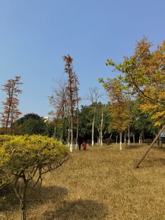 秋日郊野树林风景