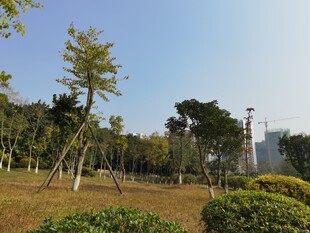 城市公园绿意景观