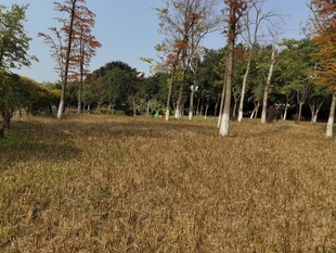 秋日林间草地风景