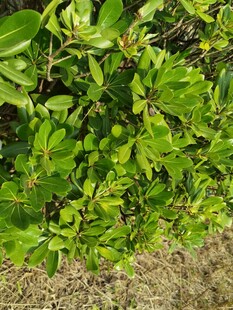 翠绿繁茂的植物叶片