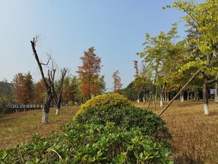 秋日公园绿植与树木景观