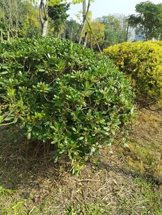 绿意盎然的灌木丛景观