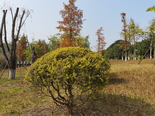 秋日公园中的灌木景观