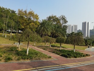 城市公园中的宁静步道