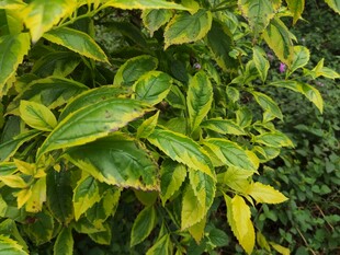 黄绿相间的斑斓叶片植物