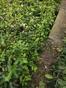 绿叶簇拥的石板小径