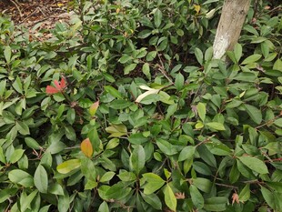 绿叶丛中点点红