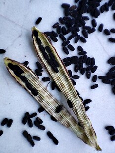 干豆荚与散落的黑色豆子