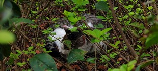 林间绽放的白色花朵