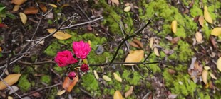 青苔上绽放的娇艳红花