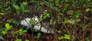 林间隐蔽的白色物体