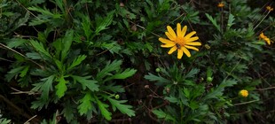 绿叶丛中绽放的黄色小花