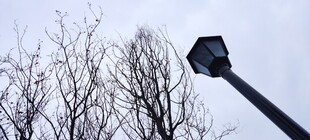 冬日枯树旁的黑色灯杆