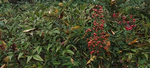 绿叶间的艳丽红色植物