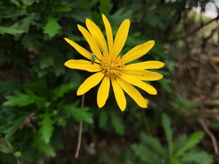 黄色小花绽放于绿叶间