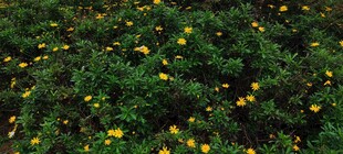 绿叶丛中的黄色小花