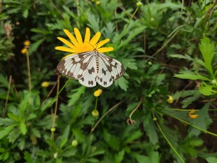 蝴蝶停驻在黄色小花上