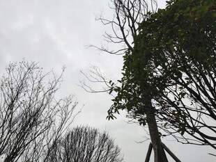 冬日枯树与绿意对比景象