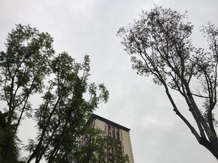 高楼旁的树木景观