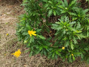 绿叶丛中的黄色小花